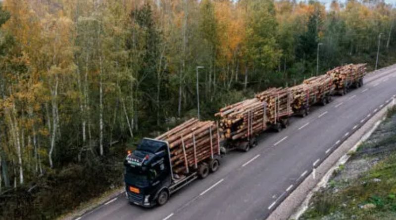 Foto: Kollberg & Karlsson / Holmen Skog, pressida, arkiv